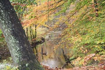 Fred Russ Forest Park